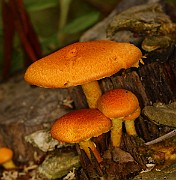 IMG_0123