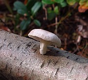 IMG_2630