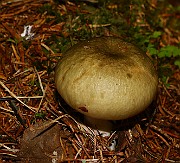 IMG_0330s
