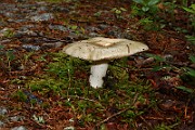 IMG_0536
