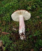 IMG_1042
