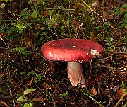 IMG_2700