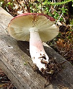 IMG_2703