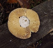 IMG_2705