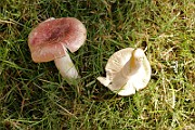IMG_0169