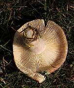 IMG_0171