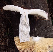 IMG_2711