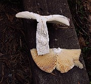 IMG_2713