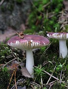 IMG_2614