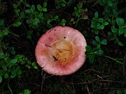 Russula paludosa 1