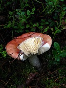 Russula paludosa 2