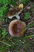 IMG_2049