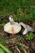 IMG_2052