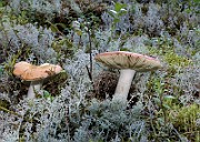 IMG_1441