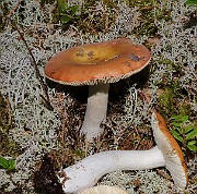 IMG_1446