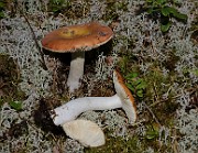 IMG_1447
