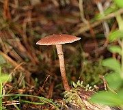 IMG_0917