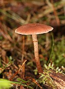IMG_0918