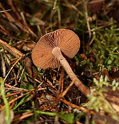 IMG_0919