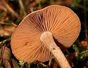 IMG_0921