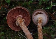 IMG_6201