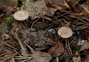 IMG_0939