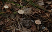 IMG_0940