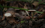 IMG_0942
