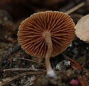 IMG_0945