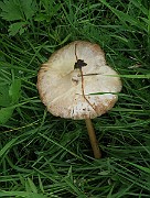 IMG_0199