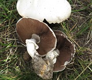 Agaricus arvensis