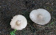 Agaricus augustus
