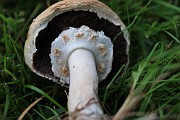 Agaricus sylvicola