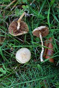 Agrocybe pediades