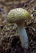 Amanita franchetii