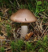 Amanita porphyria