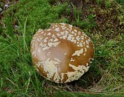 Amanita regalis