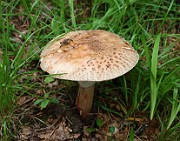 Amanita rubescens