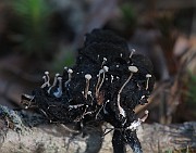 Asterophora parasitica