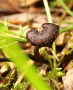 Auriscalpium vulgare