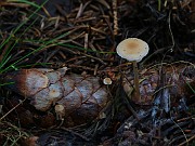 Baeospora myosura