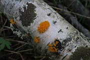 Calocera cornea