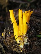 Calocera viscosa