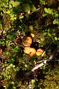 Cantharellus cibarius