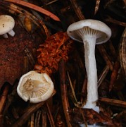 Clitocybe connata