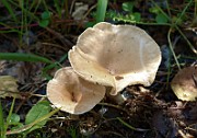 Clitocybe gibba