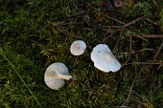 Clitocybe odora