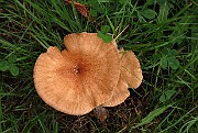 Clitocybe sinopica
