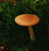 Clitocybe sp. 01