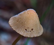 Conocybe rickeniana
